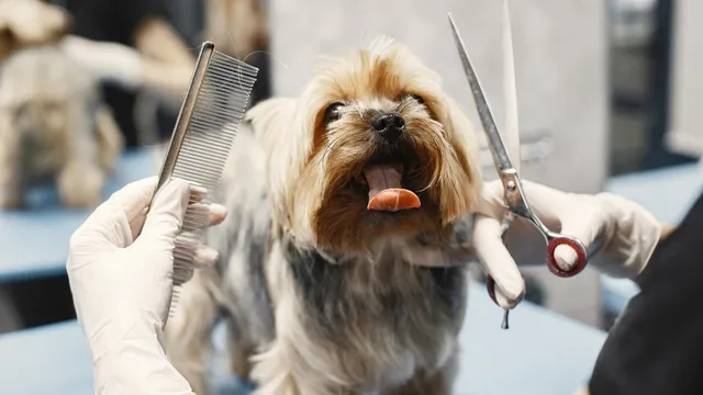 Professional Pet Grooming: More Than Just a Pretty Cut for Pets in Upper Arlington and Westerville